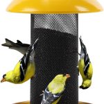 finch bird food
