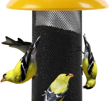 finch bird food