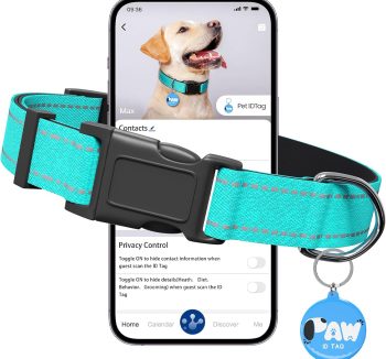 dog collar with name tag