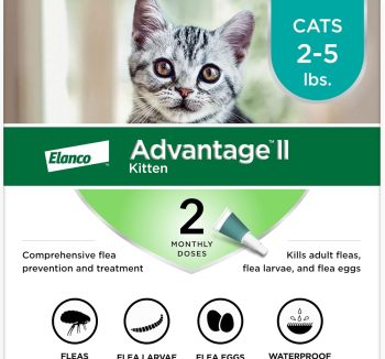 cat tick prevention