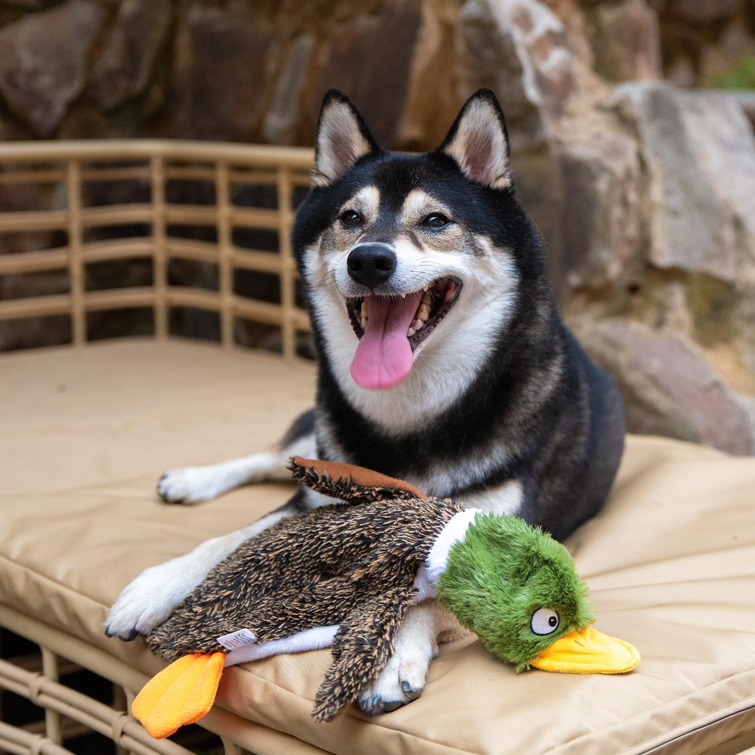 Best Pet Supplies Squeaky Dog Toys with Soft Durable Fabric for Small, Medium and Large Pets Interactive Toy for Indoor Play, Supports Active Biting and Play - 1Wild Duck, Small - Happypetzone.online - Image 6