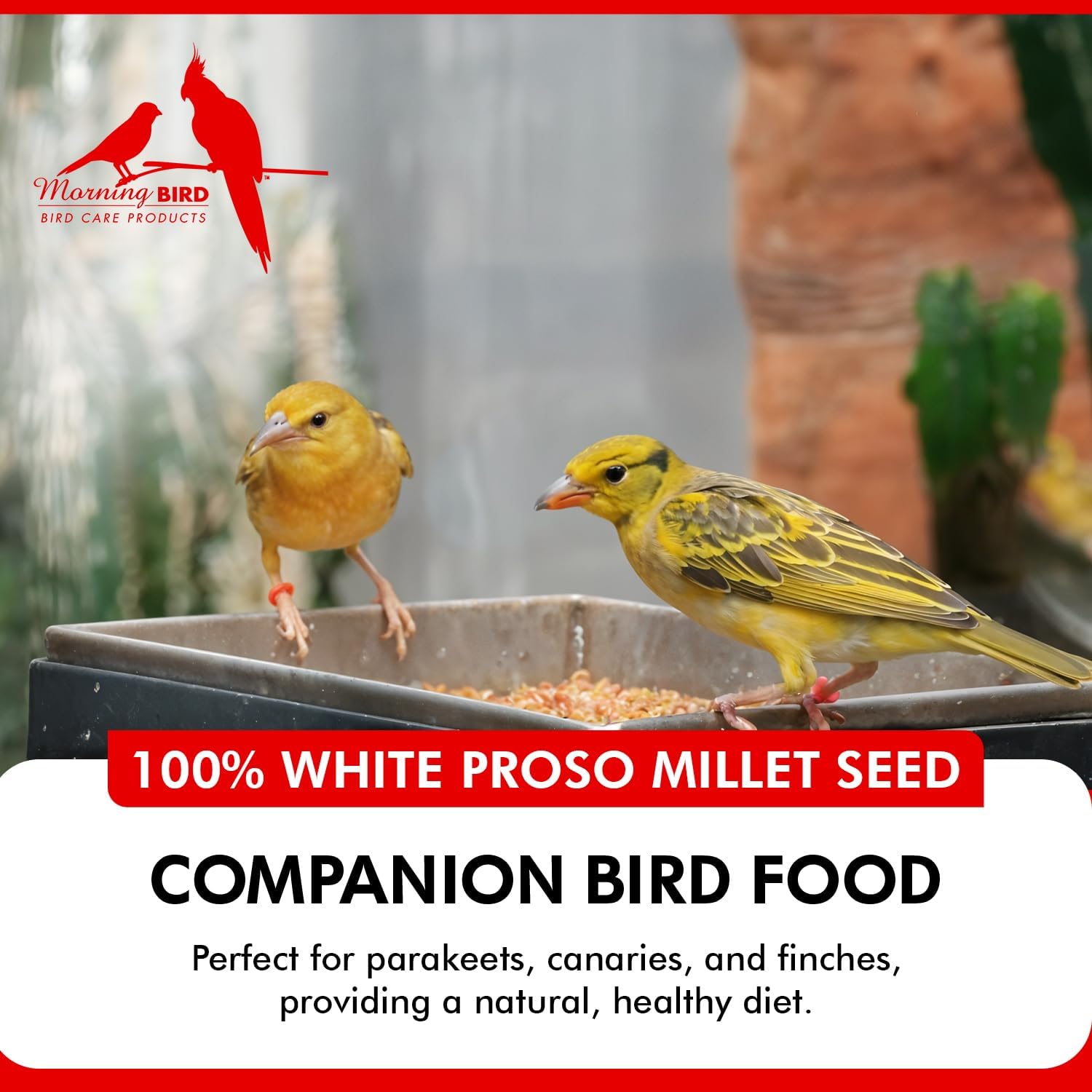Morning Bird White Proso Millet 1.5 lbs – Unhulled Natural Bird Seed – Supports Feather Growth & Balanced Nutrition – High Energy Delicious Seed - Ideal for Finches, Parakeets & Pet Birds - Happypetzone.online - Image 6