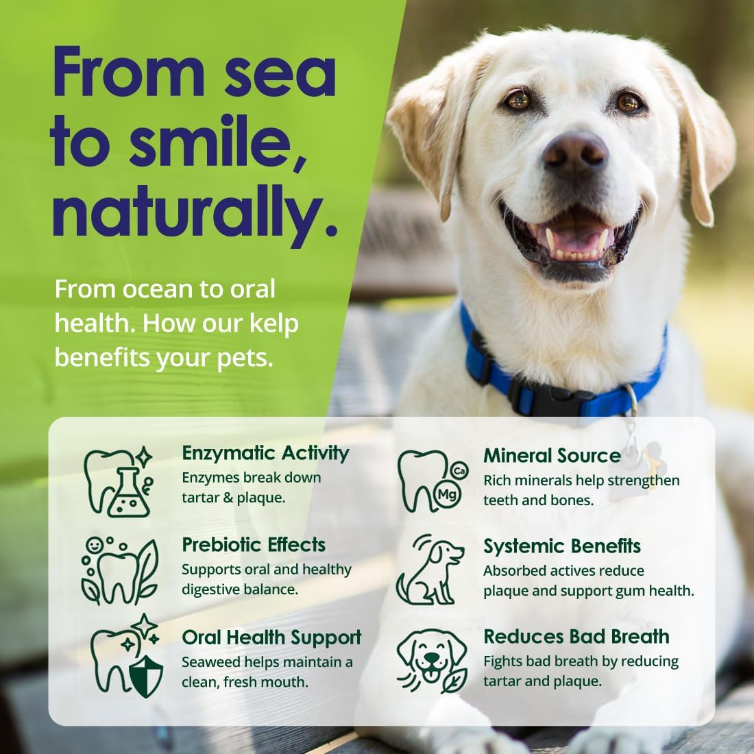 Dog Teeth Cleaning Powder, Dog Plaque and Tartar Remover, Bad Breath Treatment for Dogs with USDA Organic Sea Kelp Powder, Dog Dental Care Made Easy, for All Ages, 6oz - Happypetzone.online - Image 7
