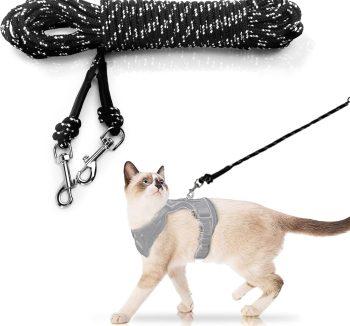 cat leash training
