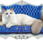 cat bed luxury