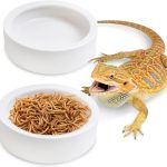 reptile feeding dish