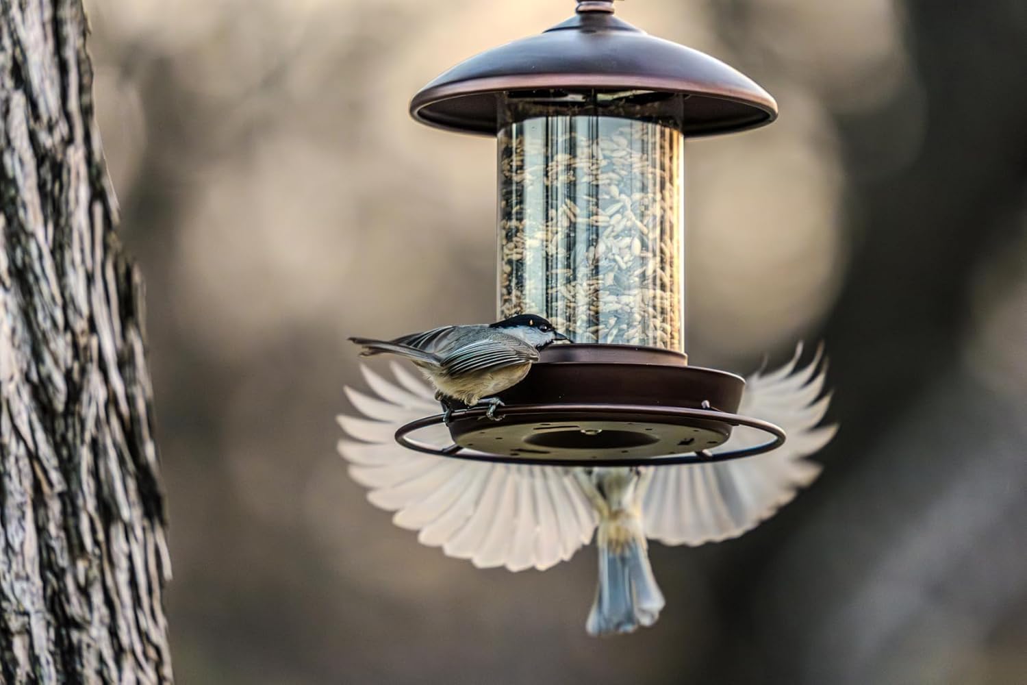 Youvip Metal Roof Bird Feeder - Chew Proof for Outdoor Hanging Wild Bird Seeds. Bronze - Happypetzone.online - Image 8