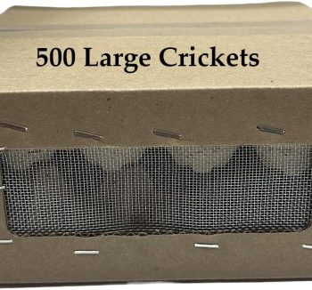 crickets for reptiles
