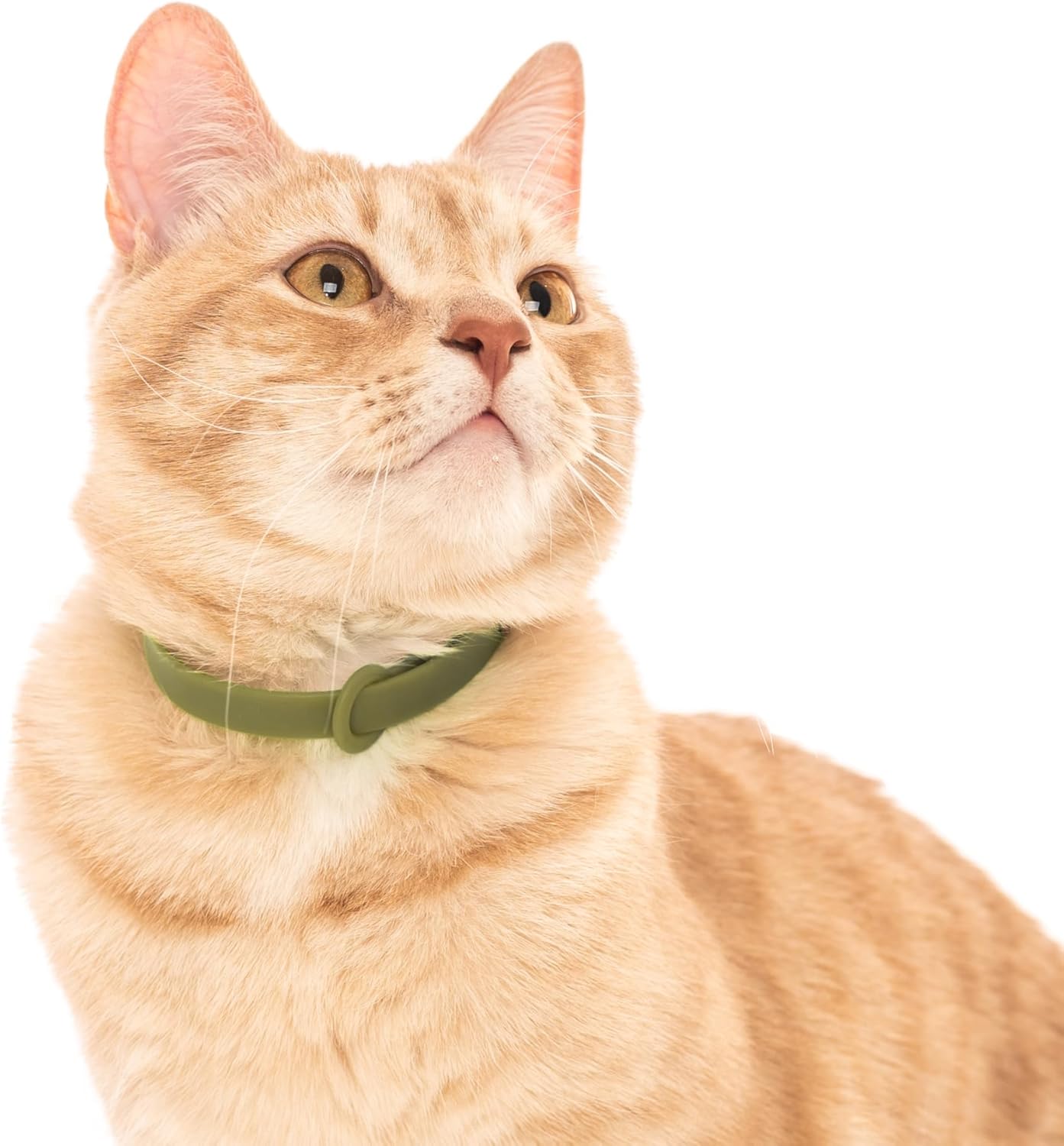 Breakaway Cat Collar - Soft, Comfortable, and Lightweight Safety Buckle Collar with Name Tag Ring for Outdoor Cats and Sensitive Skin Kittens by Nuvuq (6 ⅞" to 10 ¼", Green) - Happypetzone.online - Image 6
