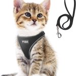cat leash training