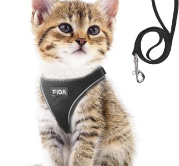 cat leash training