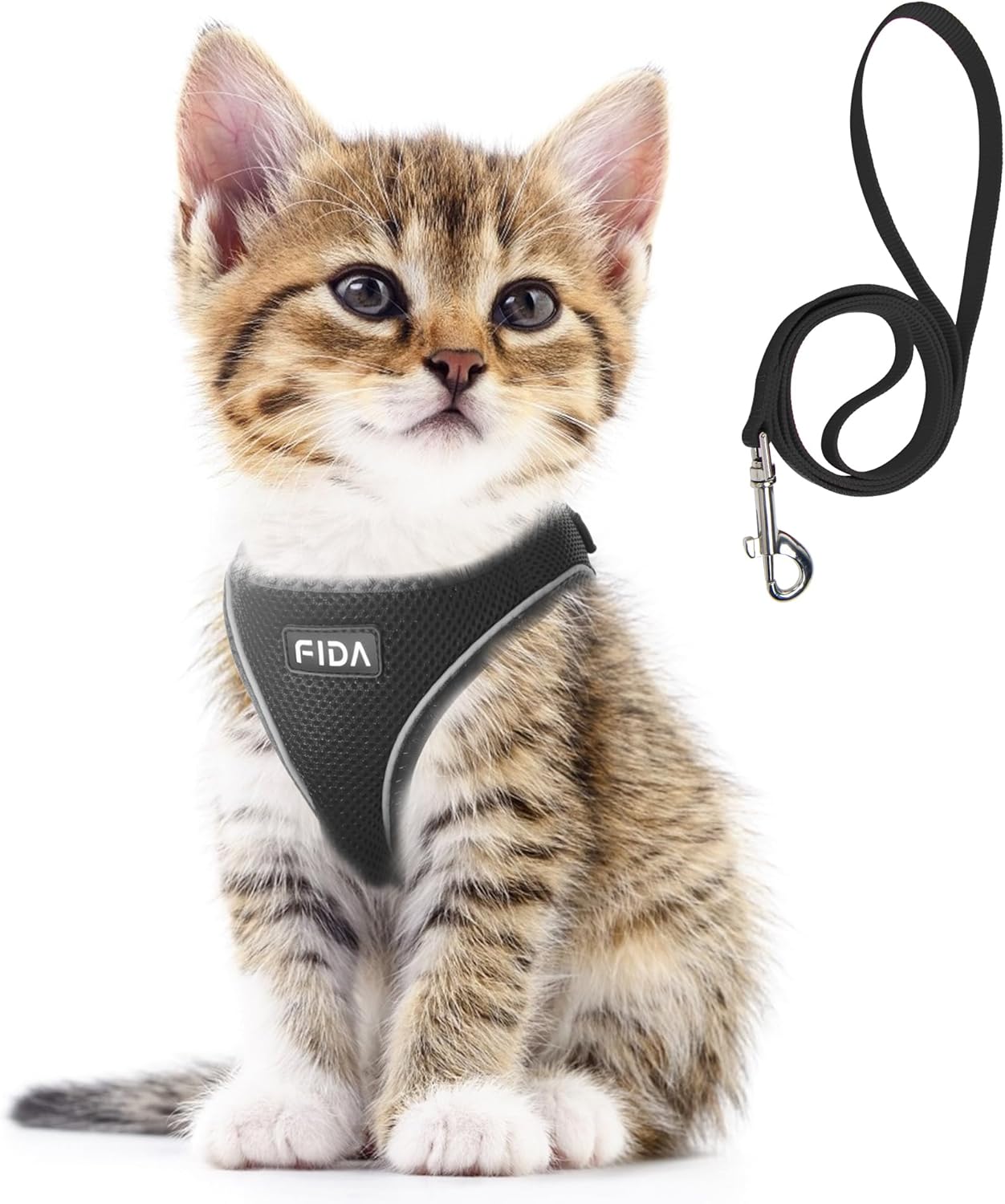 cat leash training
