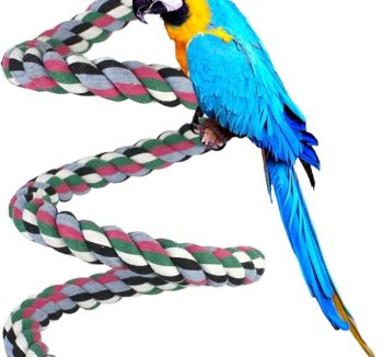 bird swing durable