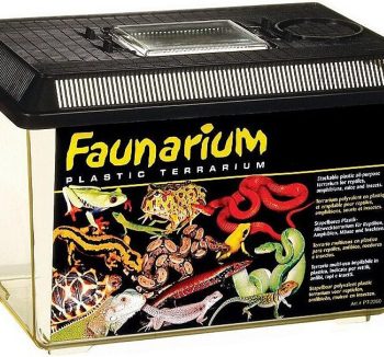 reptile tank for beginners