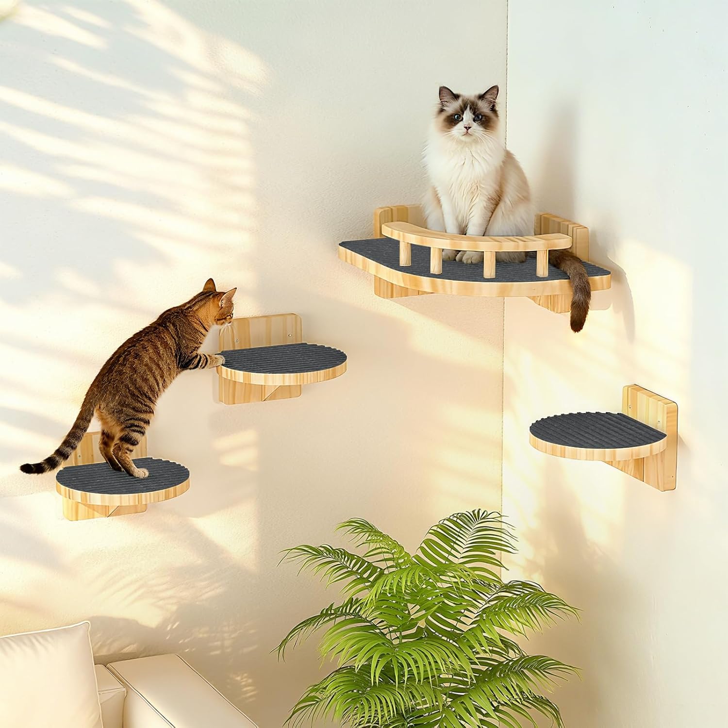 cat climbing furniture