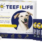 dog food salmon formula