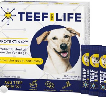 dog food salmon formula