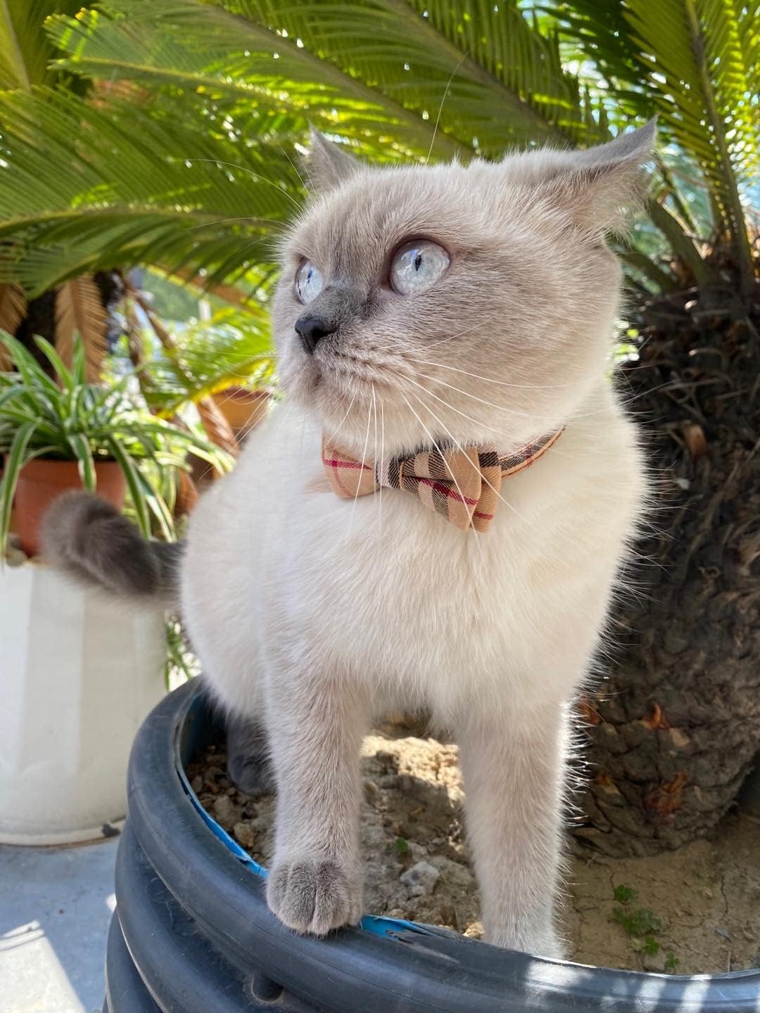 SuperBuddy Cat Collars Breakaway with Cute Bow Bell - 2 Pack Kitten Collar Plaid Cat Collar with Removable Bowtie Cat Collar for Cats Kittens… - Happypetzone.online - Image 8