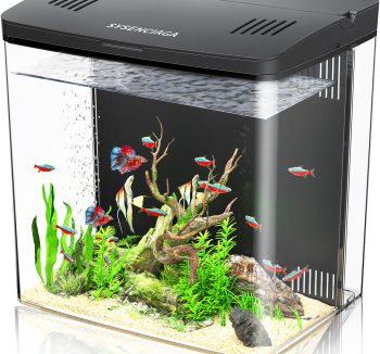 fish tank for beginners
