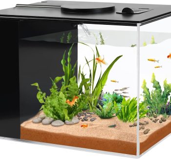 fish tank for beginners