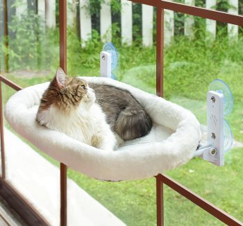 cat accessories cute