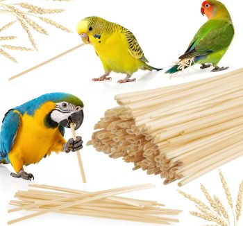 bird care essentials
