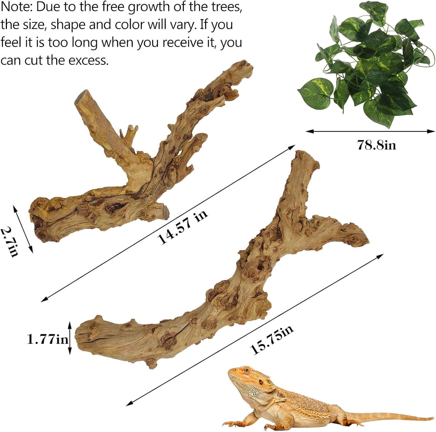 VCEPJH 2 Pack Reptile Wood Branches, Snake Climbing Branch Natural Bearded Dragon Log Tank Accessories Tree Trunk for Chameleon Gecko Snake Frog Spider - Happypetzone.online - Image 3