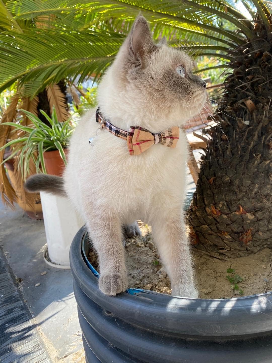 SuperBuddy Cat Collars Breakaway with Cute Bow Bell - 2 Pack Kitten Collar Plaid Cat Collar with Removable Bowtie Cat Collar for Cats Kittens… - Happypetzone.online - Image 7