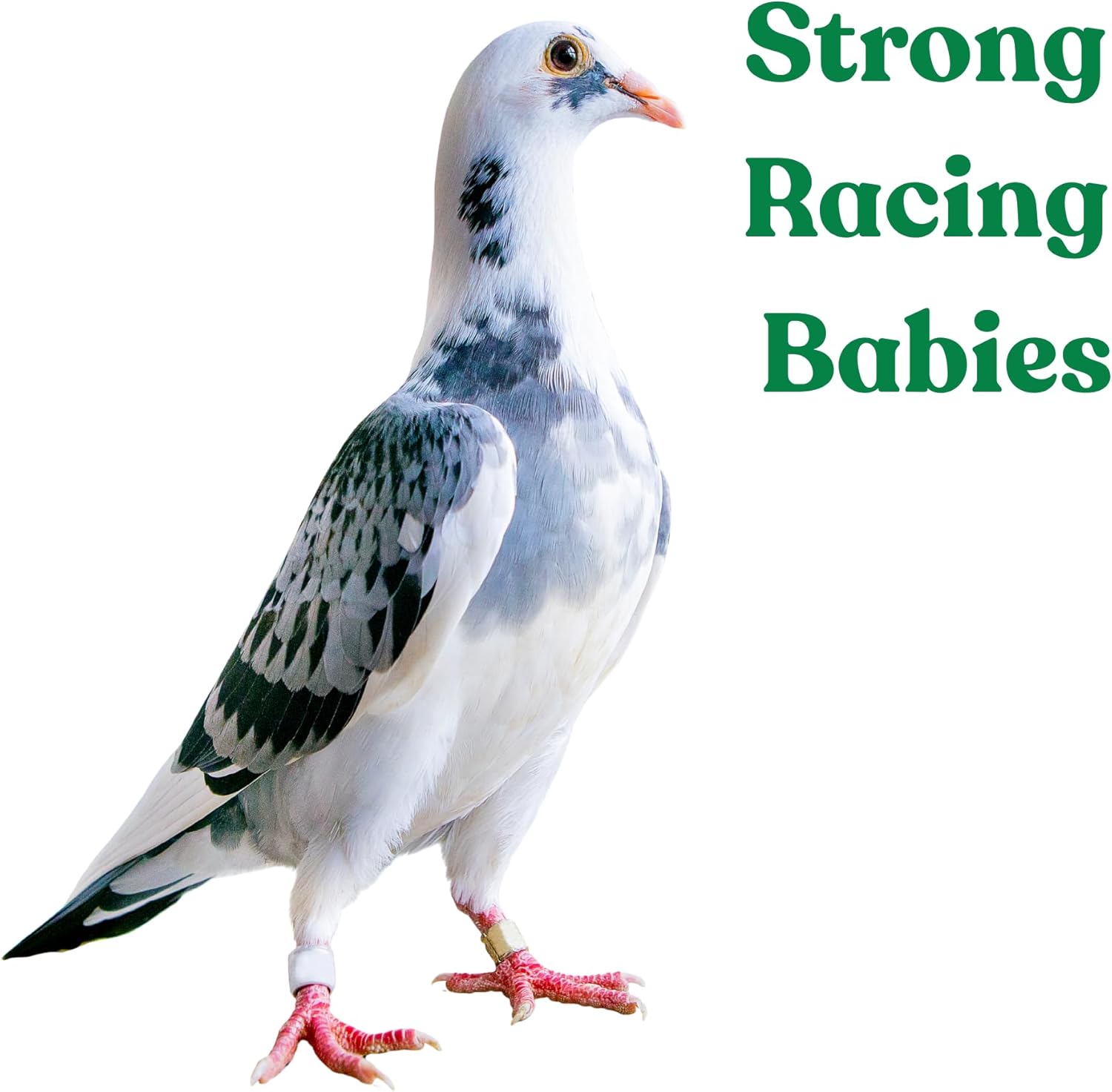 Treasure Pills for Pigeons – Fertility Support, Growth Booster & Immune System Enhancer – Natural Supplement for Racing, Breeding & Young Pigeons – Vitamins for Health & Performance - Happypetzone.online - Image 5