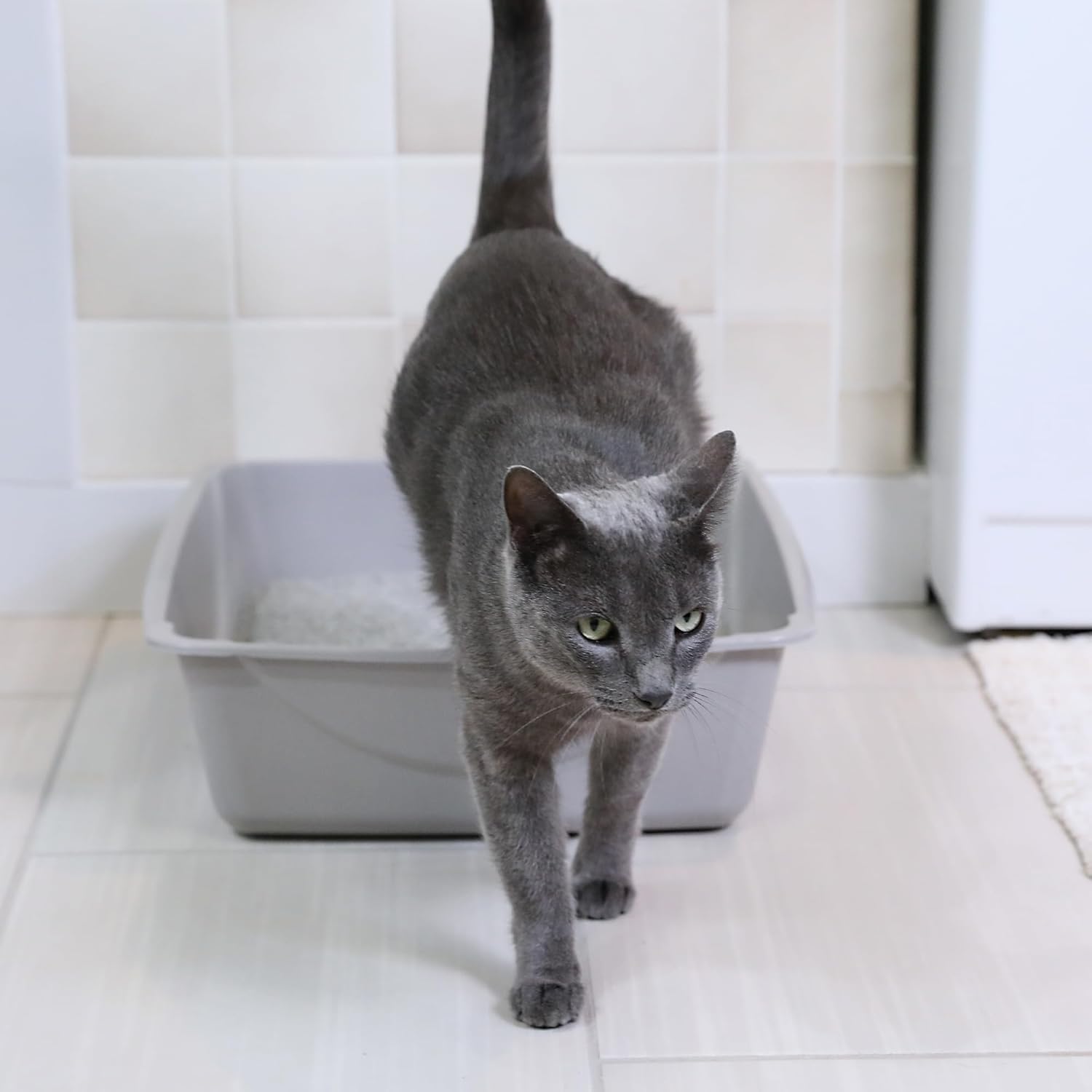 Petmate Open Cat Litter Box; Large Nonstick Litter Pan Durable Standard Box, Grey Great for Small & Large Cats Easy to Clean; Made in USA - Happypetzone.online - Image 5