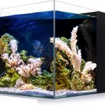 saltwater aquarium tank