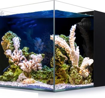 saltwater aquarium tank