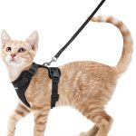 cat leash for walking