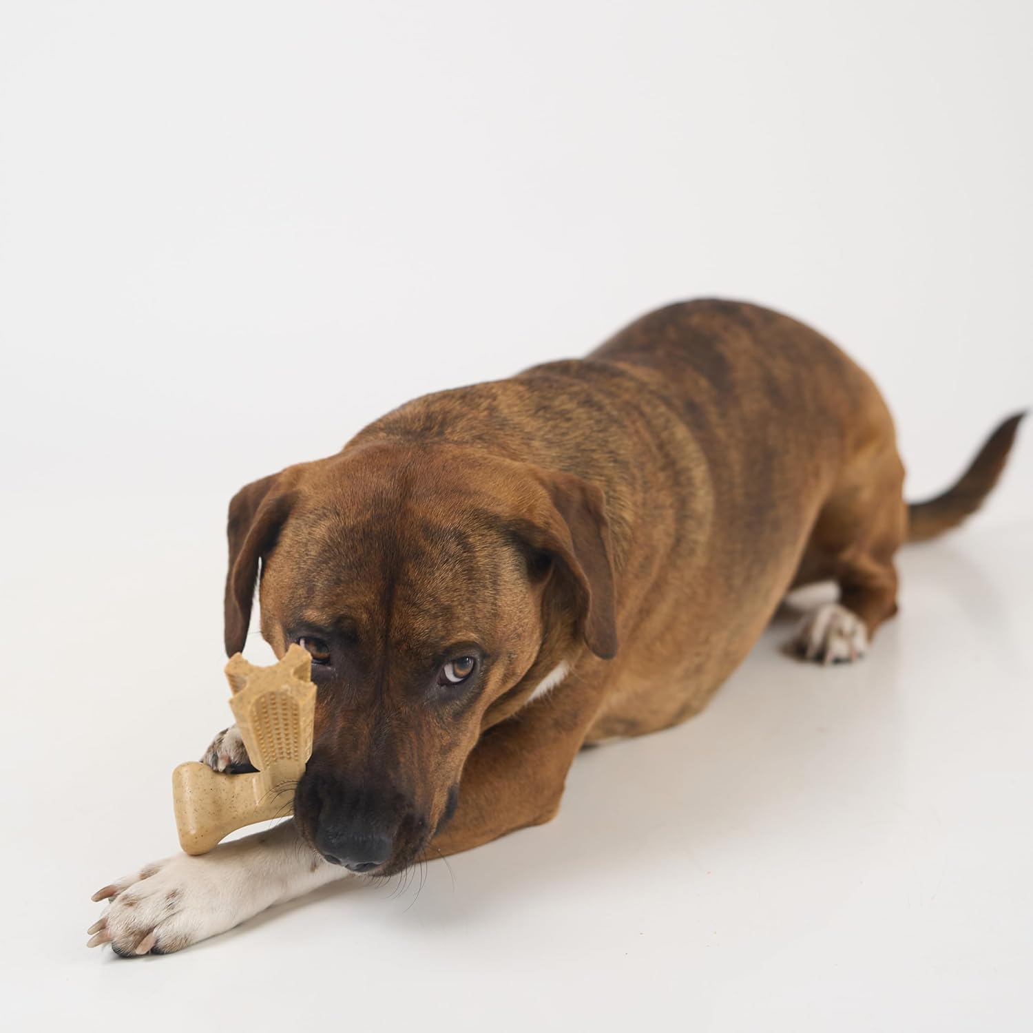 SPOT Bam-Bones Plus T-Bone Dog Chew Toy, Bamboo Fiber & Nylon, Chicken Flavor, Durable Non-Splintering Chew for Moderate to Aggressive Chewers, Dogs 30-60 lbs, 6 Inch - Happypetzone.online - Image 13