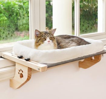 cat climbing furniture