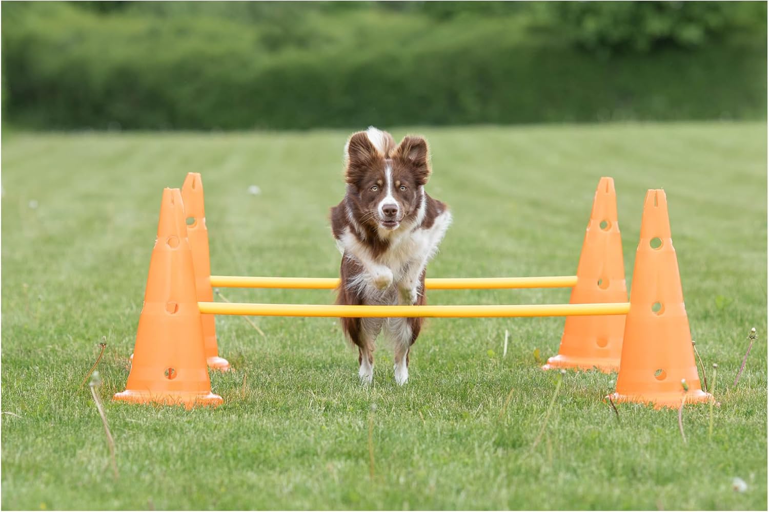 Trixie Dog Agility Hurdle Cone Set – Dog Agility Set with Height Adjustable Crossbar for Beginners & Advanced, Dog Agility Equipment for Dog Obstacle Courses – 6 x Cones, 3 x Agility Rods - Happypetzone.online - Image 2