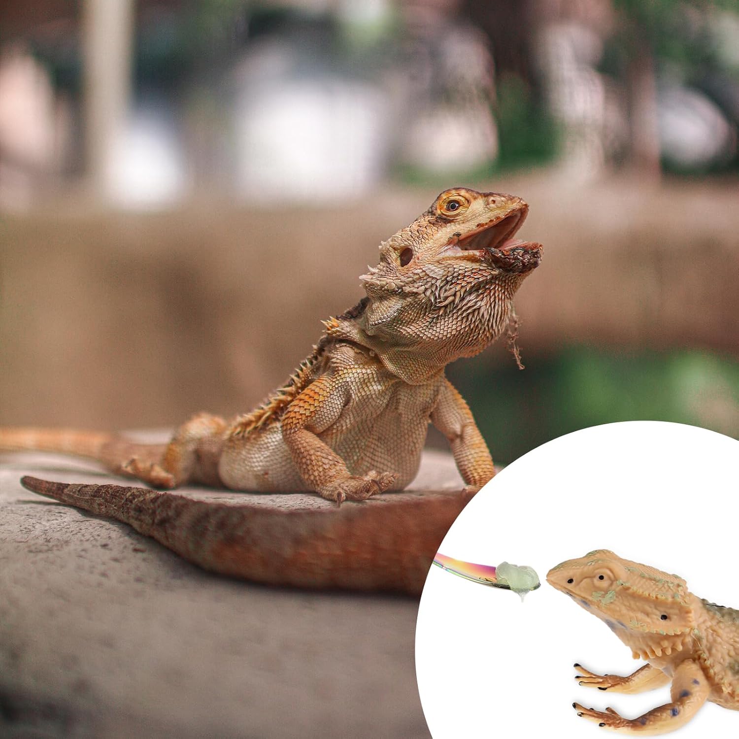 Abeillo 2Pcs Crested Gecko Food Spoons, 8.9" Long Handle Stainless Steel Reptile Spoon, Fruit Mixing Stirring Food Feeding Spoon for Gargoyle Bearded Dragon - Happypetzone.online - Image 5