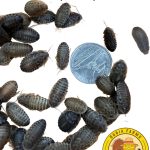 reptile food live