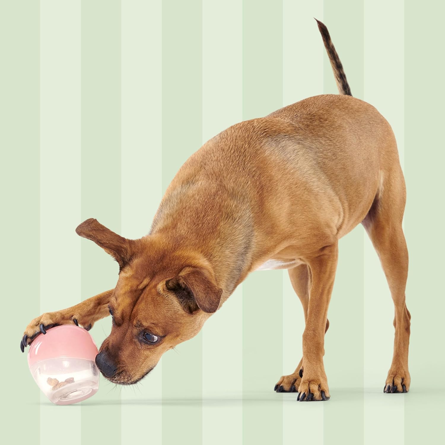 Barkbox Tipsy Treat Gift Pack – Valentine’s Day Plush Treat-Dispensing Dog Toy & Chicken Jerky Heart Treats – Fun Gift Box for Medium to Large Dogs - Happypetzone.online - Image 6