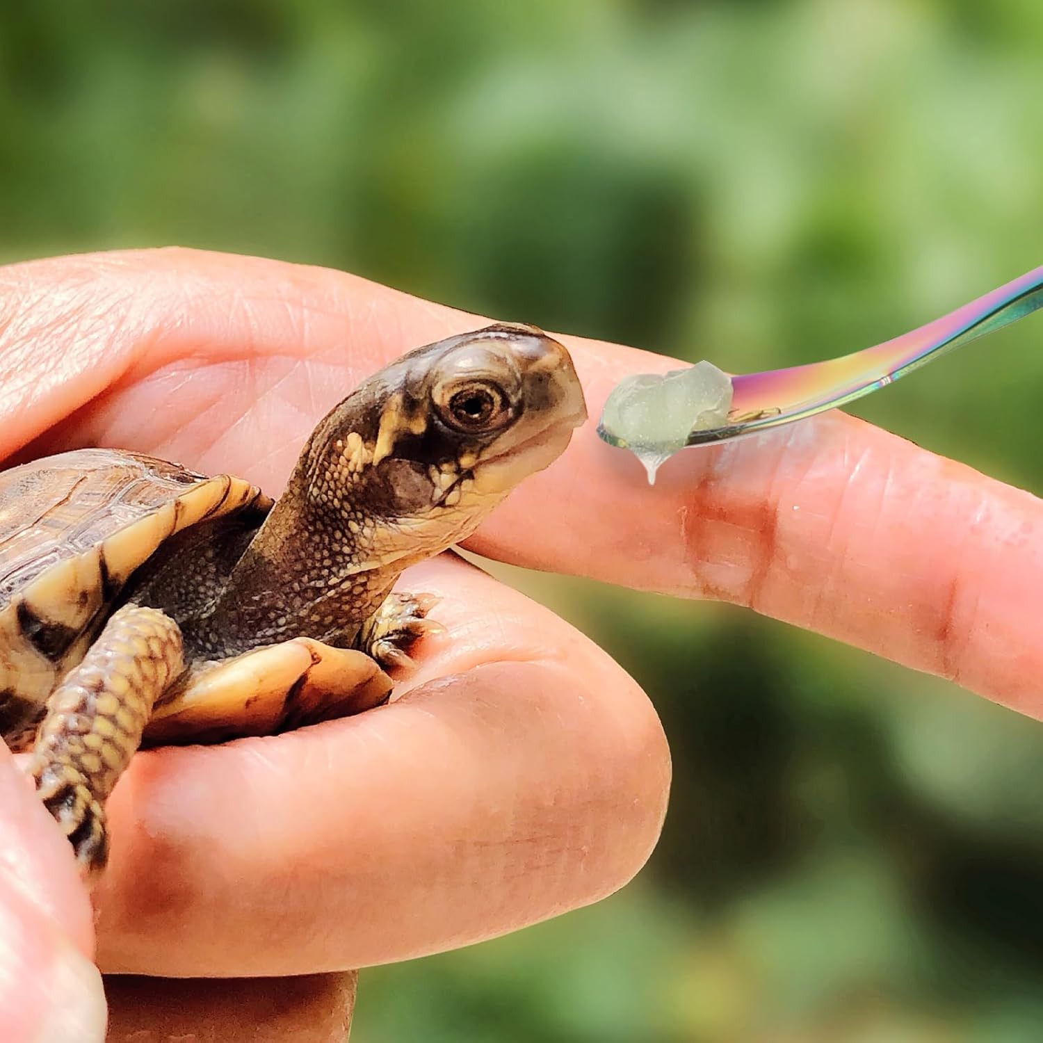 Abeillo 2Pcs Crested Gecko Food Spoons, 8.9" Long Handle Stainless Steel Reptile Spoon, Fruit Mixing Stirring Food Feeding Spoon for Gargoyle Bearded Dragon - Happypetzone.online - Image 6