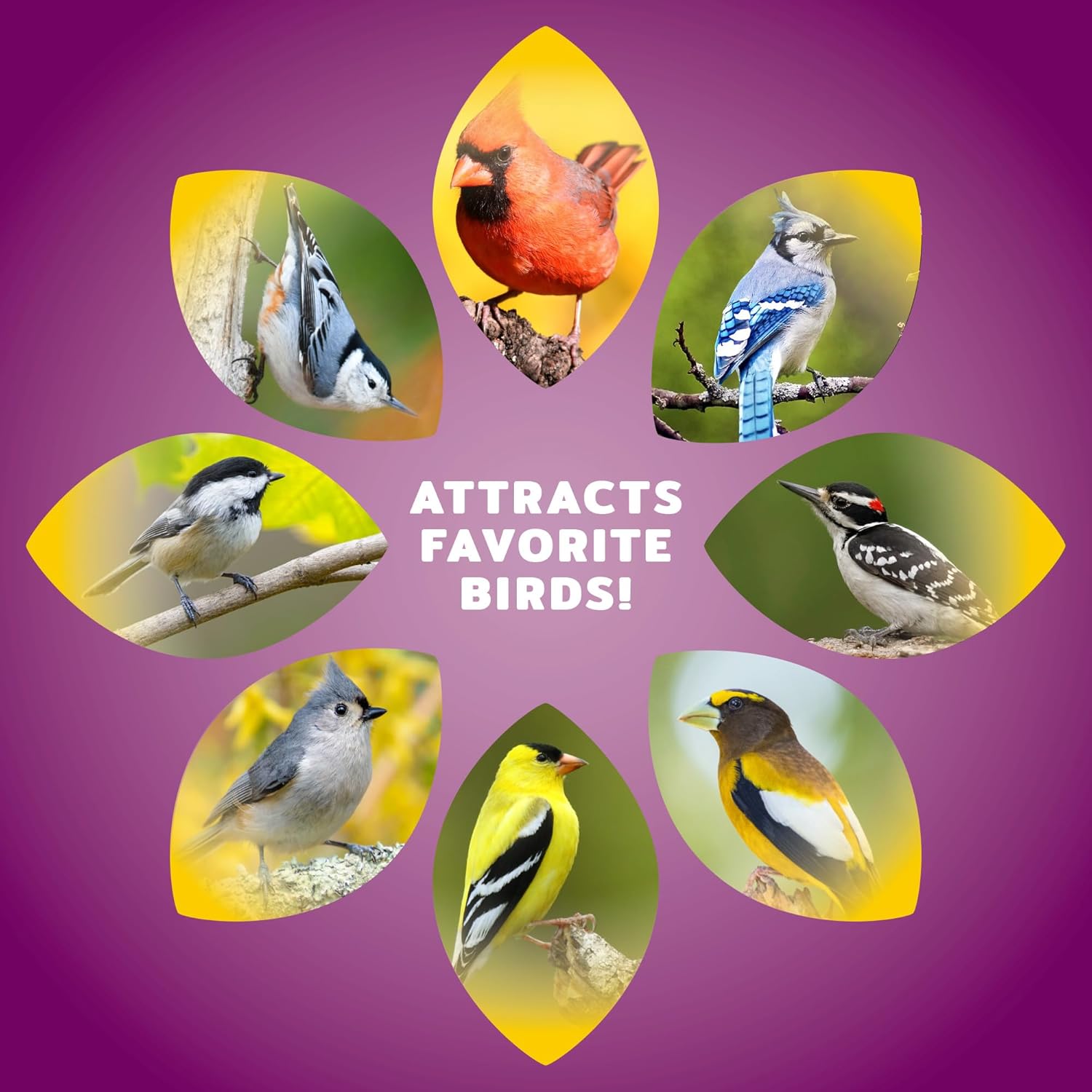 Audubon Park Nut & Fruit Wild Bird Seed – 8 lb. Premium Blend with Sunflower Seeds, Peanuts, Safflower & Dried Fruit – Bird Food for Outside Feeders - Happypetzone.online - Image 5