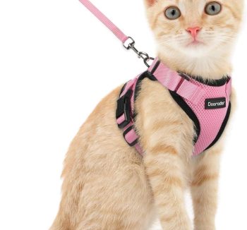 cat harness for small cats