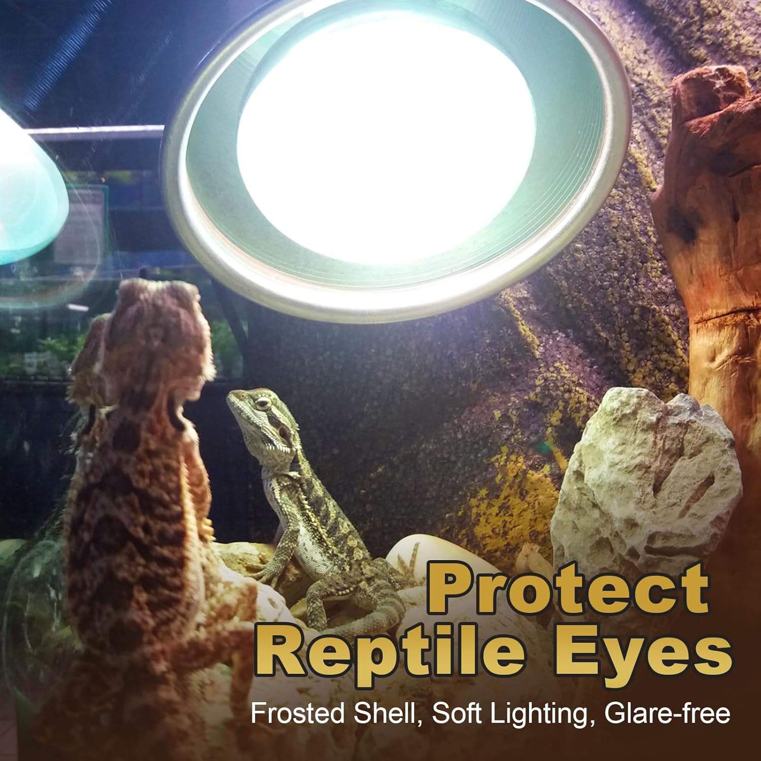 MIXJOY 150W Reptile Heat Lamp Bulbs, 2Pack Heat Lamp Bulbs for Reptiles Basking Bulbs UVA Daylight Basking Light Amphibians Heating Lamp Emitter for Lizard, Tortoise, Bearded Dragon Gecko, Chicken - Happypetzone.online - Image 3