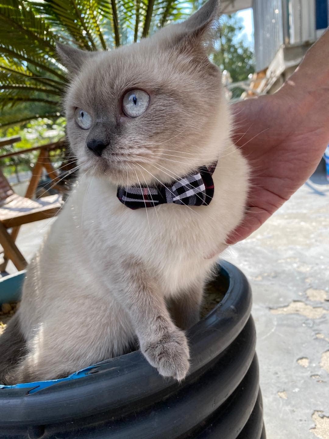 SuperBuddy Cat Collars Breakaway with Cute Bow Bell - 2 Pack Kitten Collar Plaid Cat Collar with Removable Bowtie Cat Collar for Cats Kittens… - Happypetzone.online - Image 9