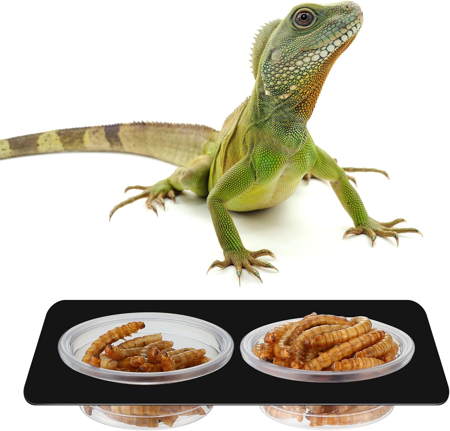 EBOOT 500 Pcs Plastic Feeder Cups - Reptile Water & Food Bowls for Gecko, Lizards, Tarantula & Other Small Pets (0.5oz) - Happypetzone.online - Image 4