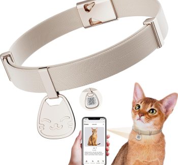 cat collar with name tag