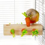 bird toys amazon best