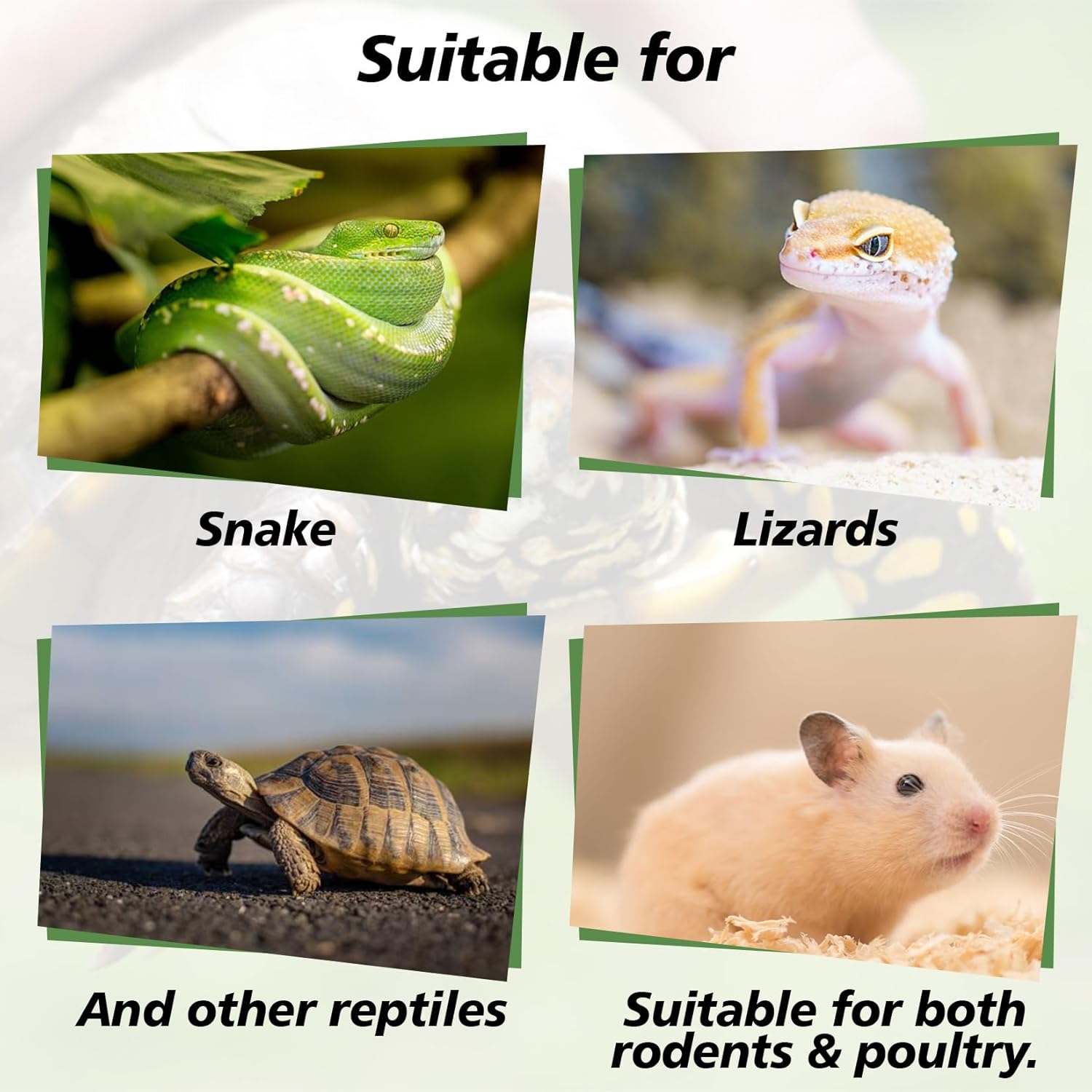 Sukh 14OZ Natural Aspen Shavings Reptile Bedding, Soft Wood Shavings Terrarium & Tank Substrate, Nesting Material for Snake, Lizard, Tortoise, Small Animal, Rabbit, Chicken & Bird - Happypetzone.online - Image 6