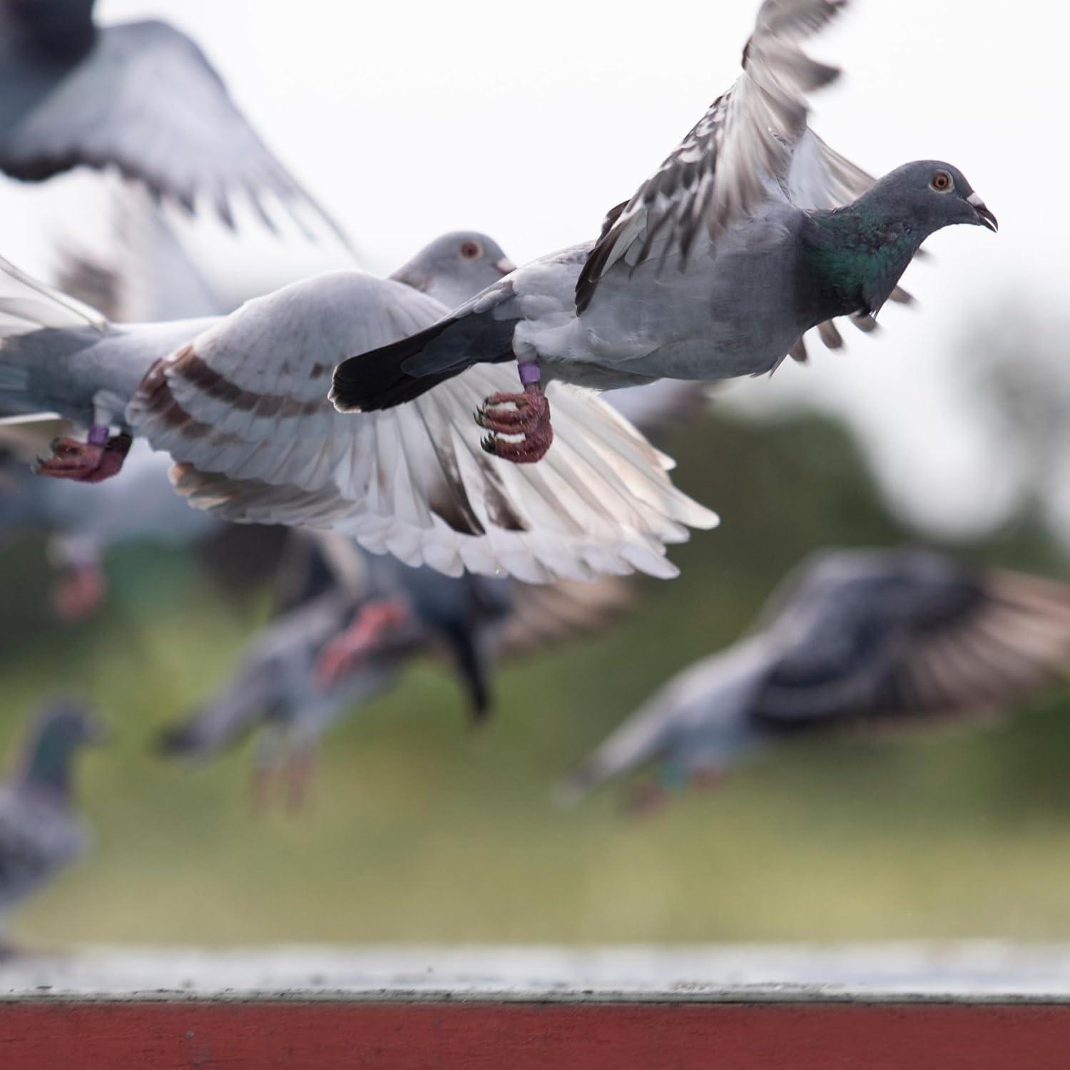 Treasure Pills for Pigeons – Fertility Support, Growth Booster & Immune System Enhancer – Natural Supplement for Racing, Breeding & Young Pigeons – Vitamins for Health & Performance - Happypetzone.online - Image 6