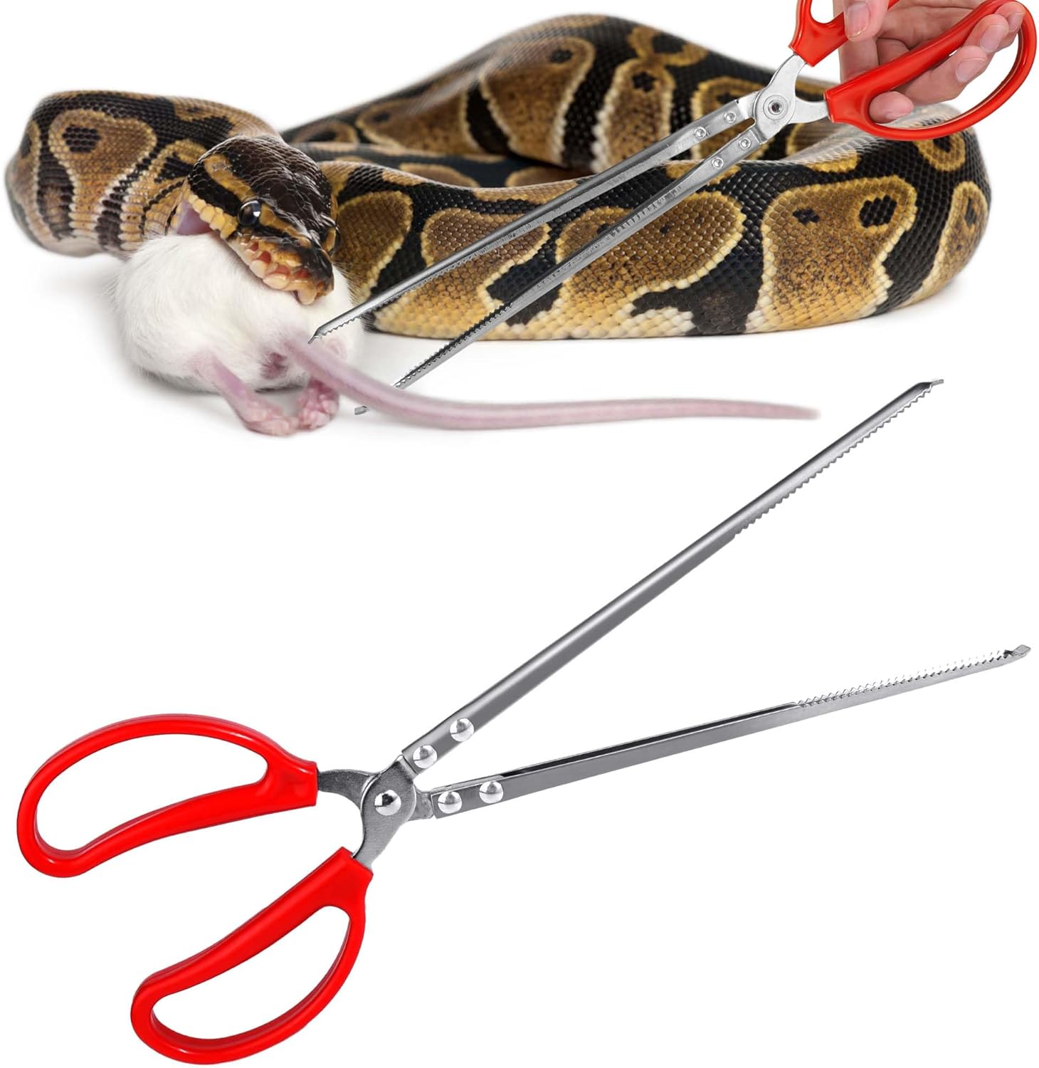 reptile feeding supplies